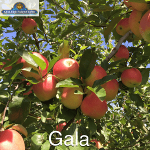 gala apples