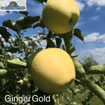 Ginger Gold apples