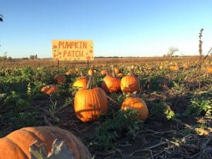 pumpkin patch