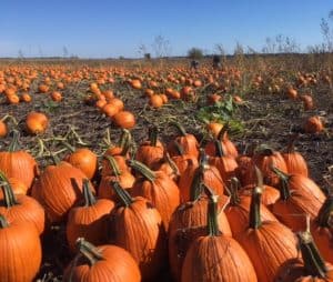 pumpkin patch