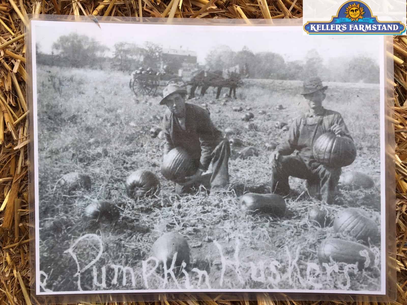 Kellers' great-grandfather picking pumpkins