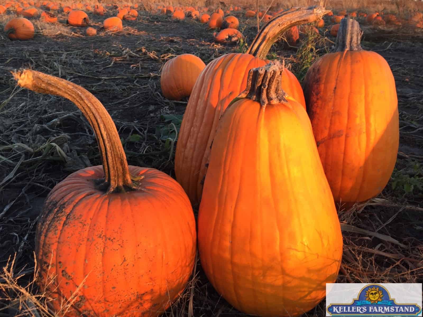 Oswego Pumpkin Patch is open daily 96pm Keller's Farmstand