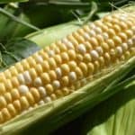 Homegrown sweet corn