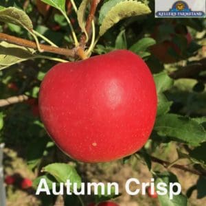 Autumn Crisp
