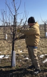 pruning the apple orchard