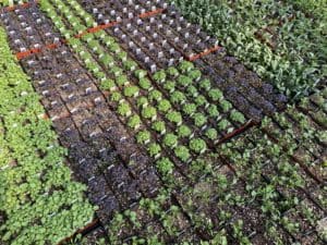 vegetable plants