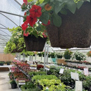 hanging baskets