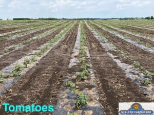 tomato plants