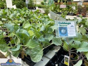 cabbage plants