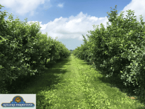 apple orchard