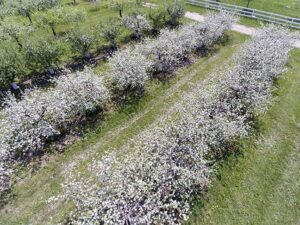 KF_apple-trees-in-bloom_DJI_0015(lr)