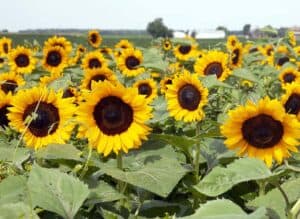 Keller's-sunflowers_IMG_2331lr