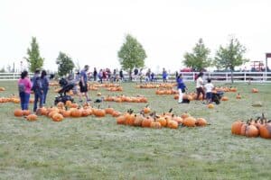 WCC_KF_pre-picked-pumpkins2022_IMG_0760lr