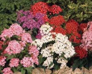 Graffiti Mix Pentas
BSC 
Landscape, Seed 
Supplier - Benary 2004