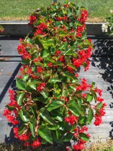 KF_HIRES1-SHADE-Begonia-Dragon-Wing-Red-seed(lr)