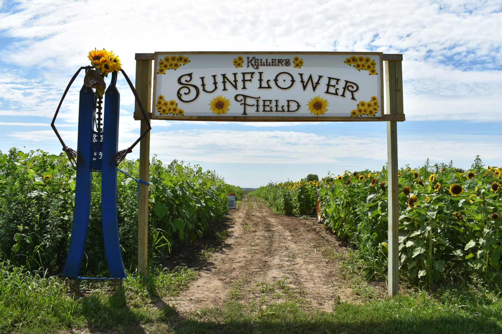 Sunflower sign 2023