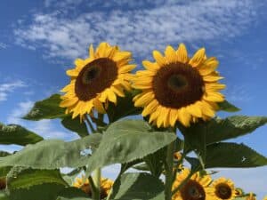 kf_sunflowers_2023_webpage