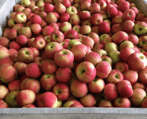 Apples in a wooden bin