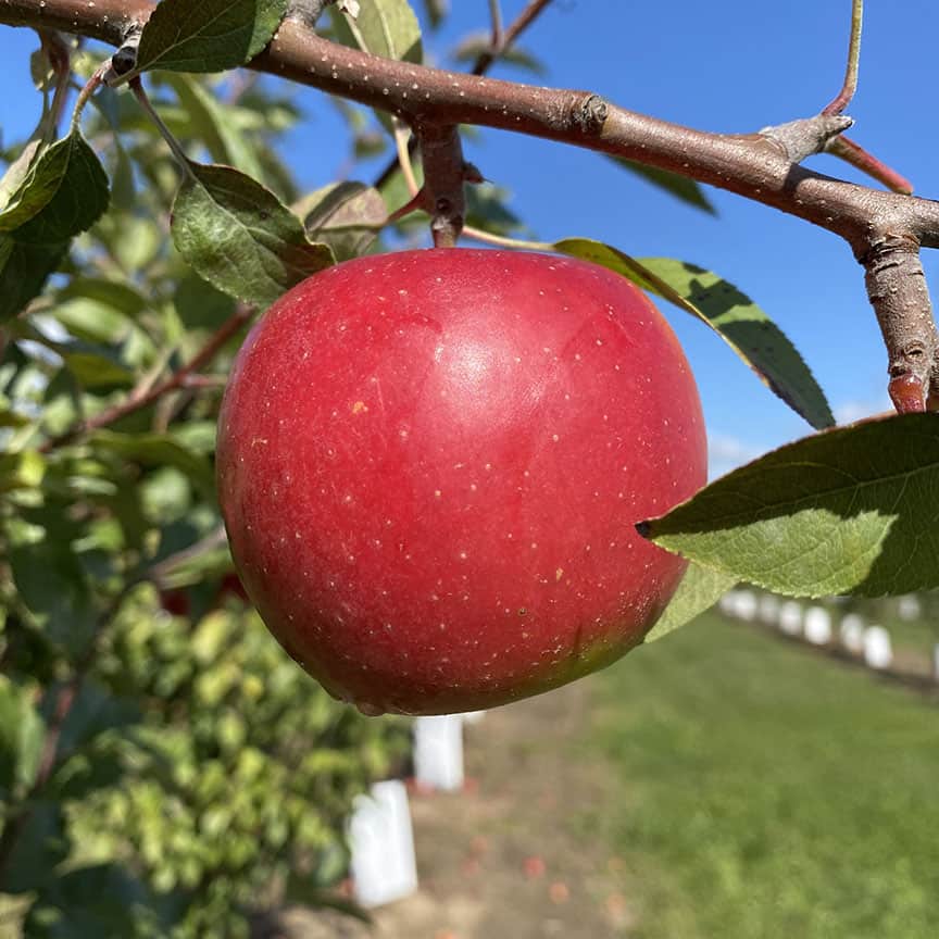 Lucacrisp apple on a branch