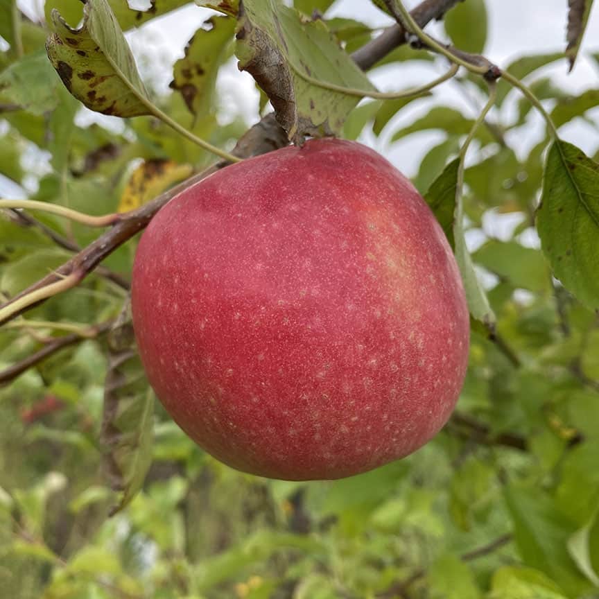 Pink Lady apple on a branch