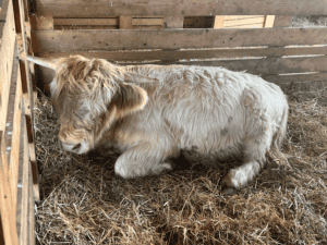 elmer-highland-cow