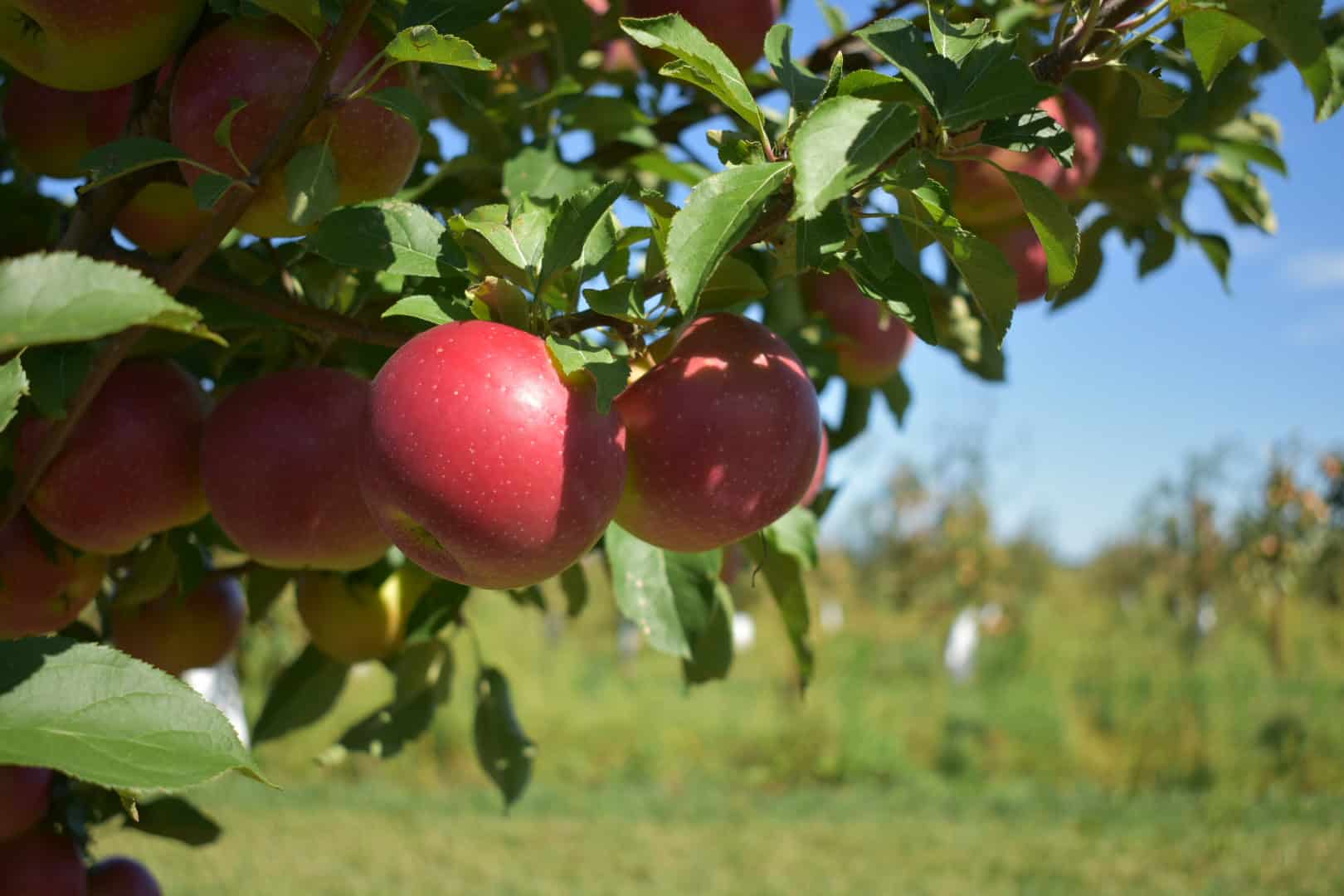 Apple Picking