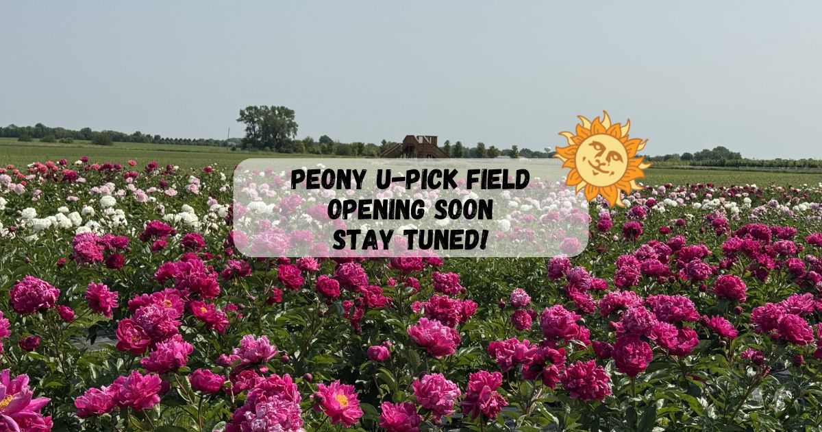 Peony Field