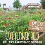 Cut Flower Field
