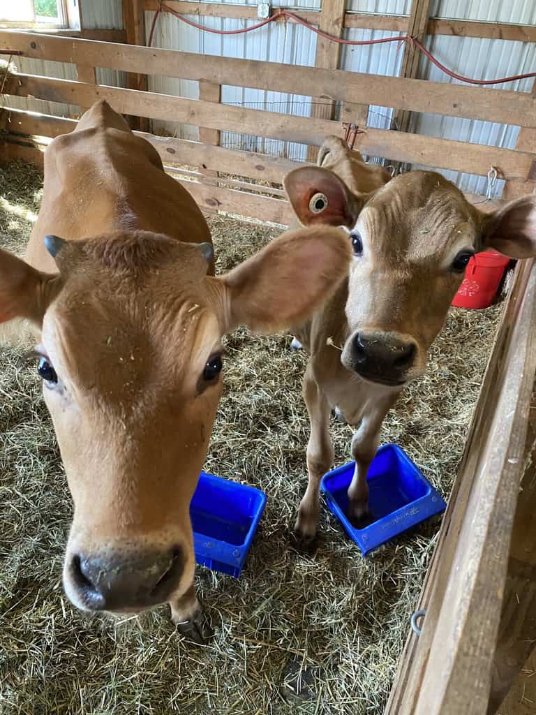 Calves