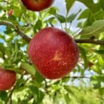 Early gala apples on tree