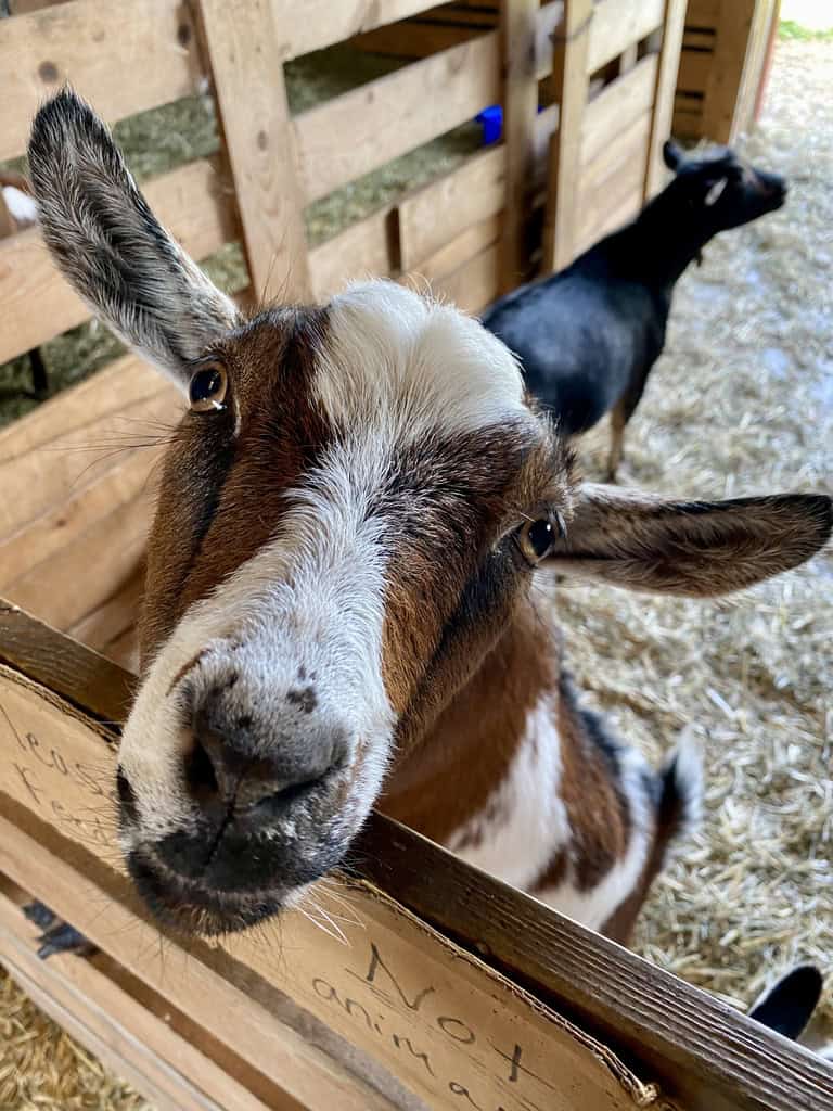 Goat staring at you