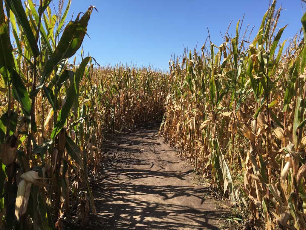 Inside corn maze