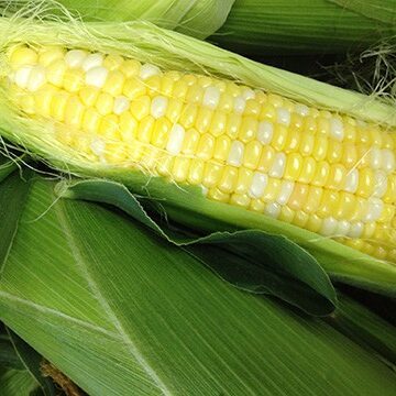 Sweet Corn