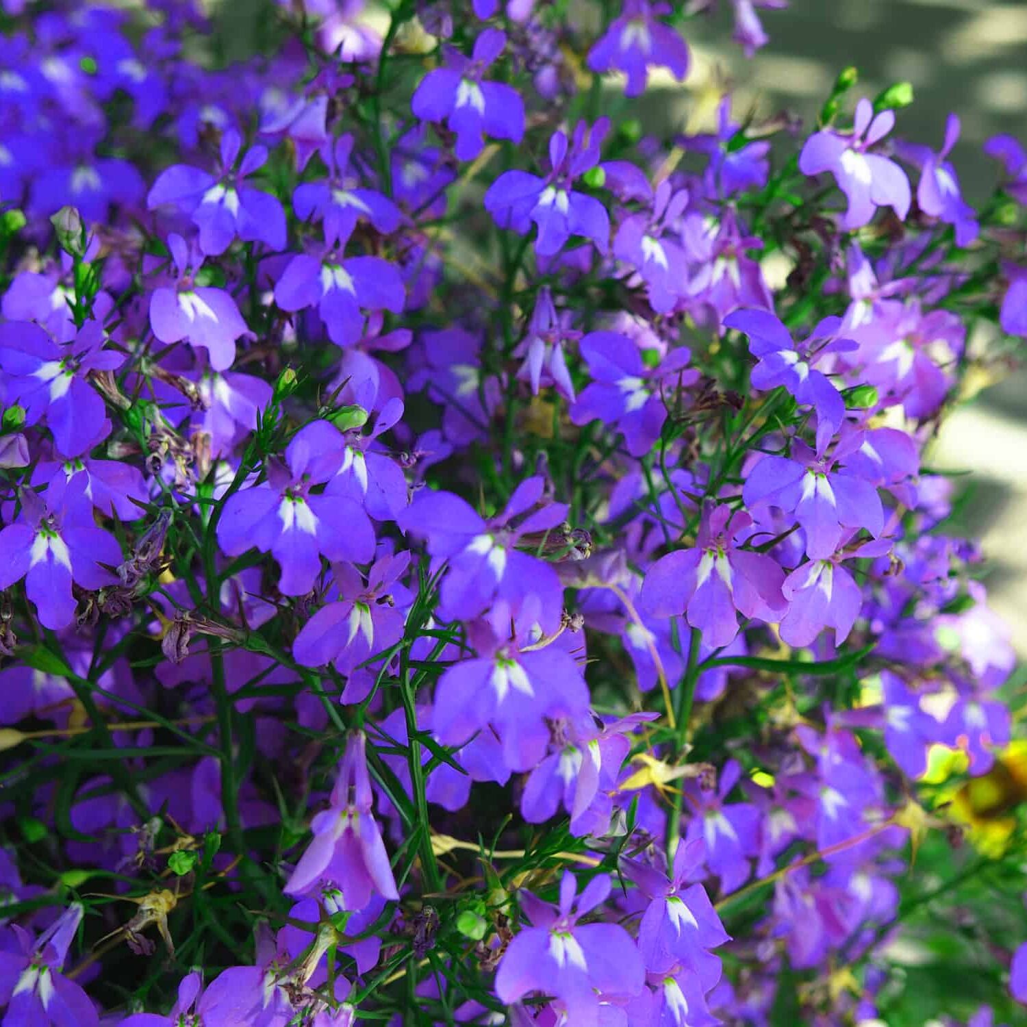 Blue Trailing Lobelia flowers close uo shot
