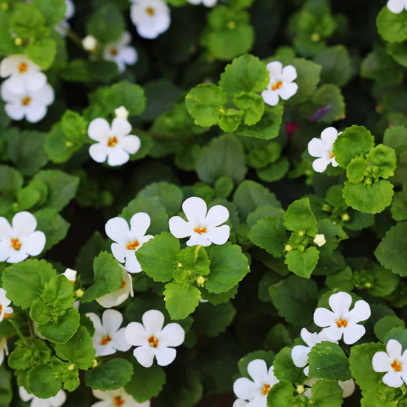 Bacopa monnieri, herb Bacopa is a medicinal herb used in Ayurveda, also known as "Brahmi", a herbal memory