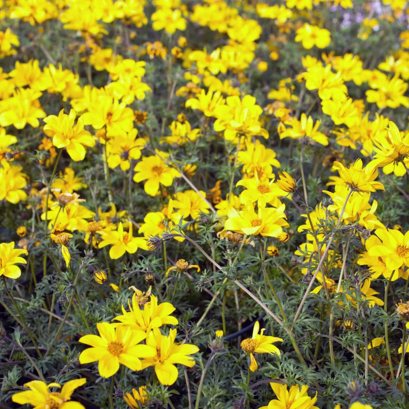 yellow flowers called Bidens in spring
