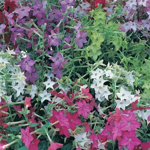 Nicotiana Perfume Mix BSC Exclusive Bloom, Seed Supplier - Floranova 2004